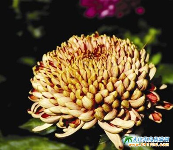  ���BӢ��ʯֲ��@�����չ