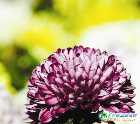  ���BӢ��ʯֲ��@�����չ