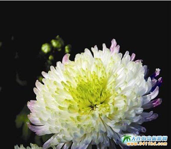  ���BӢ��ʯֲ��@�����չ