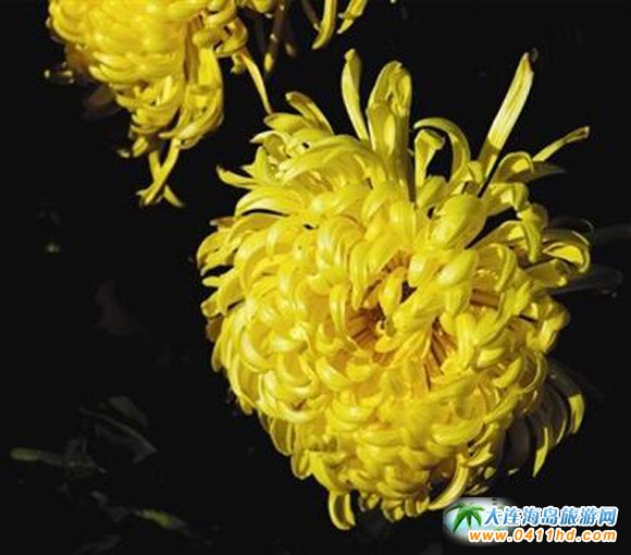  ���BӢ��ʯֲ��@�����չ