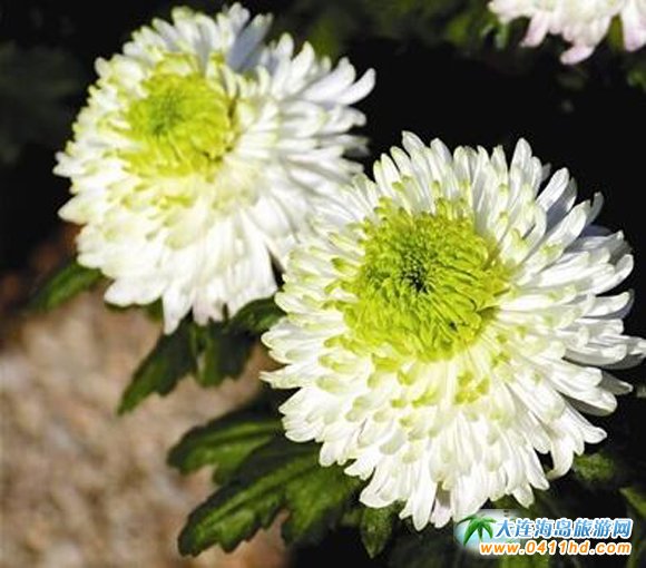  ���BӢ��ʯֲ��@�����չ