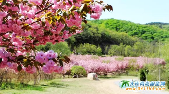 橫山櫻花節(jié)